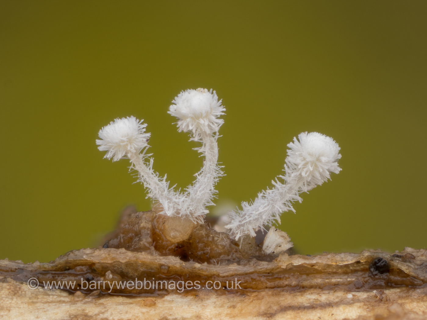 Photo © Barry Webb FRPS Lachnum apalum by Barry Webb FRPS